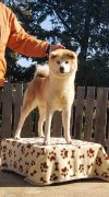 Ubrys Go Fukushu No Kensha