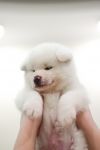 Kiba Inuzuka