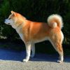 Akemi