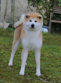 Sheina Go Sanako Ken