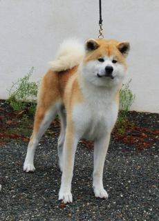 Awa No Daichi Go Jr Matsunaga