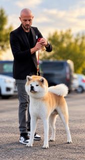 Shibumi Yuki Di Casal Di Valle