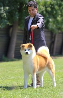 Terumi Go Hasunohana