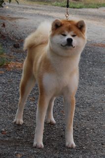 V'Kyohei Go Sanako Ken
