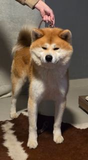 Kohakunushi Saiko No Inu Kennel