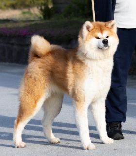 Miko Go Odate Sannomarusou