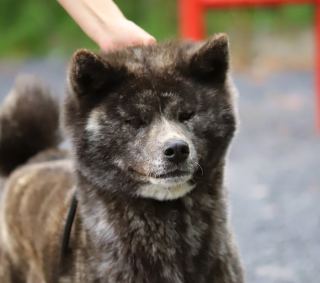 V'Karasu Le Domaine D'Ulysse