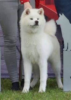 White Go Ken'Ichi Ai