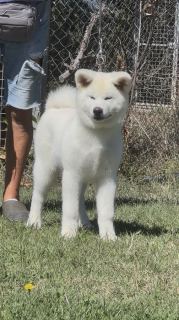 Minami Fukushu No Kensha