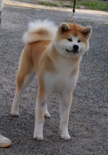 B' Soraia Go Sanako Ken