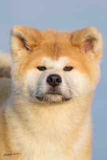Ken Ryuu Maru Go Shun'you Kensha