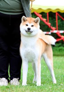 Vanko Biyori Freeda