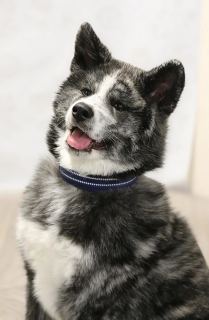 Jinryuu Go Ken'Ichi Ai