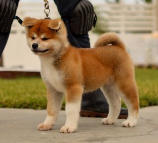 Patamon Go Di Bordakitainu Kensha