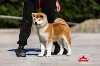 Ryu Go Di Bordakitainu Kensha