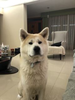 Guardian Of The Emperor Kichiro